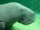 Dugong