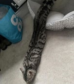 Snake Cat