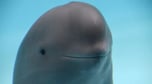 First AI Smiling Dolphin 
