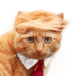 TRUMP CAT