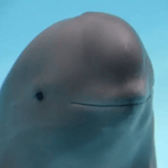 Smiling Dolphin