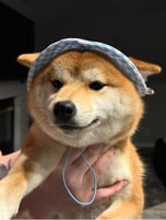 Shiba Wif Hat