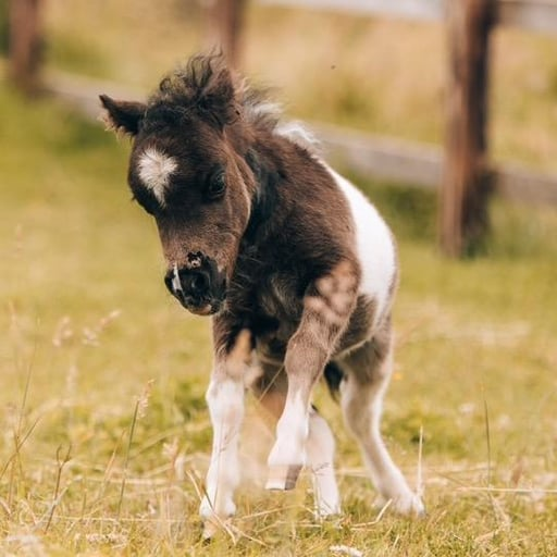 Ozzy The Dwarf Horse (OZZY)