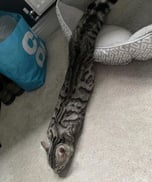 SNAKE CAT
