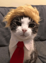TRUMPCAT