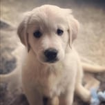 a dog named lucky 🍀 