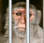 Curious George