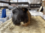 NEWBORN GUINEA PIG