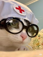 cat with black glasses medical