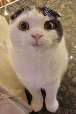 whisker
