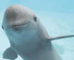 smiling dolphin