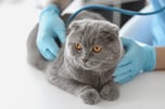 catmedic