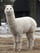 ALPACAT