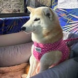 New Doge