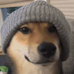 Shiba Wif Hat