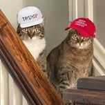 Trumps Cats