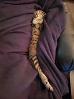 Snake Cat