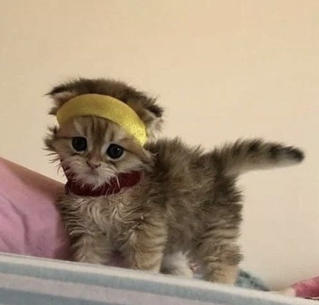 Not smol cat