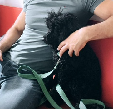 NEW BTC ARCHIVE DOG (OZZY)