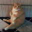 CHONK