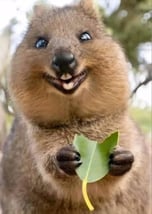 Nokka the quokka