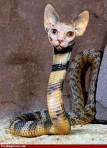 CAT  SNAKE