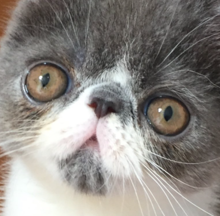 Cat with Down's Syndrome Logo
