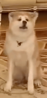 Putin's Dog
