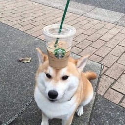 Starbucks Shiba