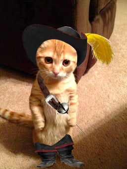 Puss Puss