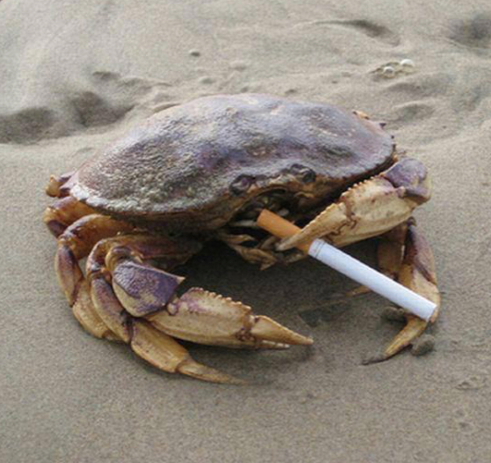 Crabs token logo