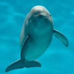 Smiling Dolphin