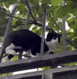 Snake Cat
