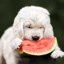 MelonDog