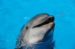 Dolphin Smiles
