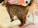 KABOCHA THE CAT