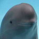 MIHARU DOLPHIN