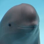 Smiling Dolphin Real Name
