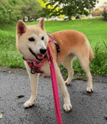 Kabusomama's Newest Dog