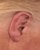 TRUMP EAR