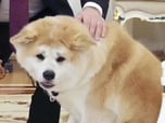PUTIN'S DOG
