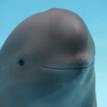 Miharu The Smiling Dolphin