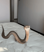 cat + snake