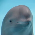 smiling dolphin