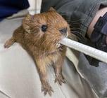 NEW BABY GUINEA PIG