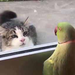 CANT COME IN CAT 