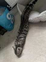 Snake meow