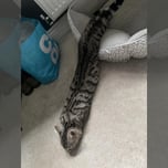 SNAKE CAT