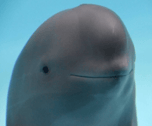 X Dolphin