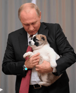 Putin dog